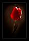   Lonlyromance