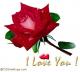   elsharkawy1